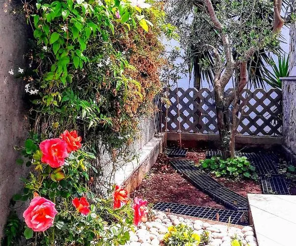 Iris * קורצולה